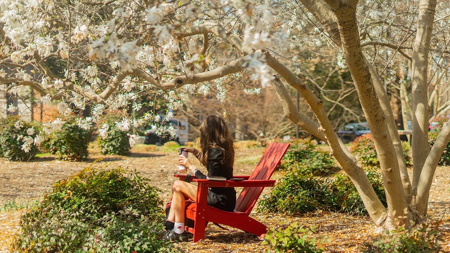 A student sits on a red chair under a blossoming tree.